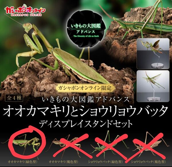 【オンライン版】いきもの大図鑑アドバンス オオカマキリとショウリョウバッタ オオカマキリ(緑色)