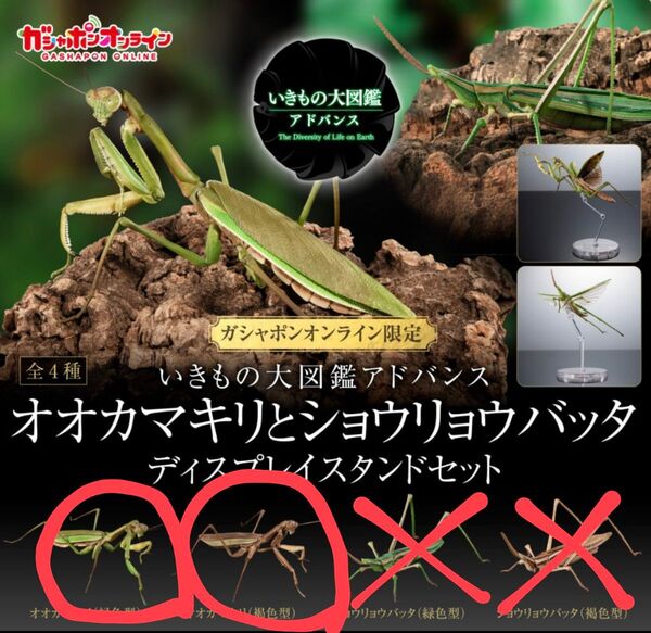 【オンライン版】いきもの大図鑑アドバンス オオカマキリとショウリョウバッタ デイスプレイスタンドセット からオオカマキリ2種セット