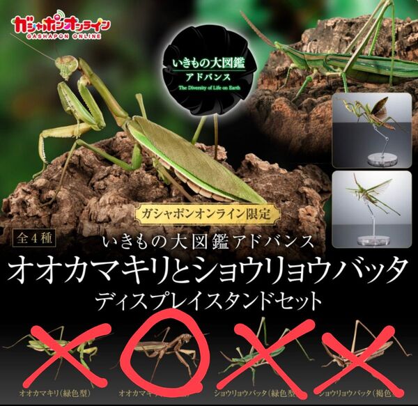 【オンライン版】いきもの大図鑑アドバンス オオカマキリとショウリョウバッタ デイスプレイスタンドセット オオカマキリ(褐色型)