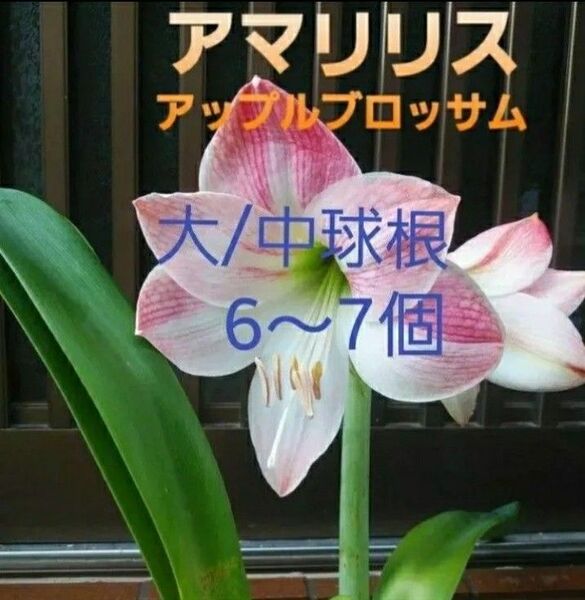 大輪アマリリス アップルブロッサム ピンク 大・中球根6~7個