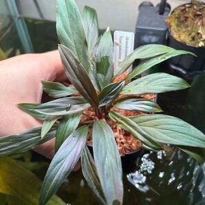 Homalomena sp. "濡烏" Riau sumatera【LA0518-02】