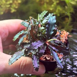 極美水上葉 ブセファランドラspビブリス1株 水草 Bucephalandra