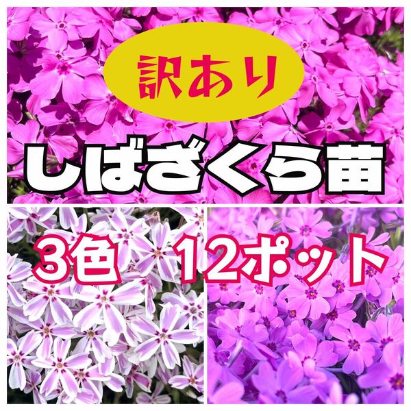 芝桜苗【3色】B品12コ
