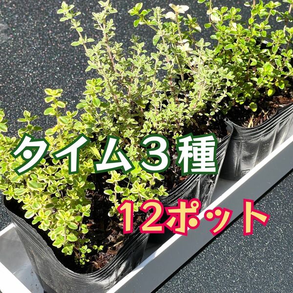 タイム苗【3種】12コ