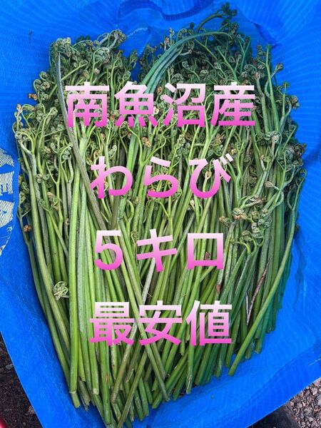 南魚沼産 天然わらび ワラビ 5キロ
