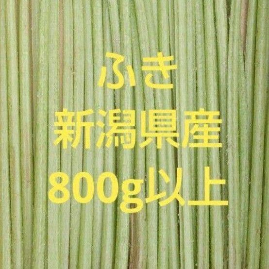 山ふき 新潟県産 無農薬 800g以上