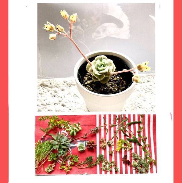多肉植物 抜き苗 カット苗ラブリーローズ 黄色の花 セダム詰め合わせセット付き