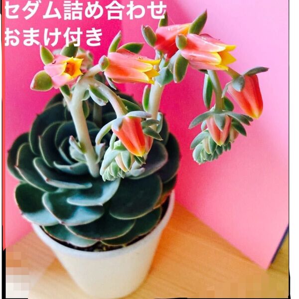 多肉植物 エケベリア 七福神 子株4付き 綺麗なオレンジと黄色の花ピンク色の花 この鉢植のまま発送 セダムセットおまけ付き