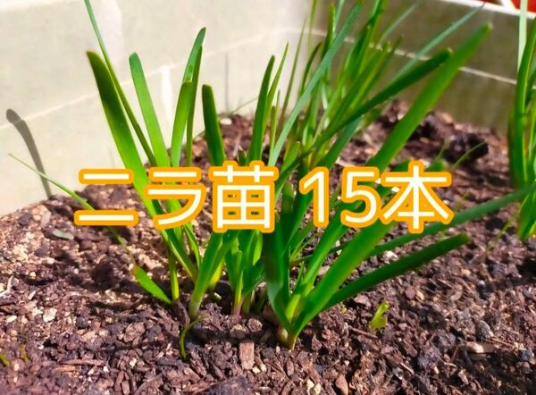 ニラ苗 15本 家庭菜園 にら 無農薬 化学肥料無使用