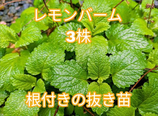 レモンバーム 抜き苗 3株 ハーブ 無農薬 化学肥料不使用