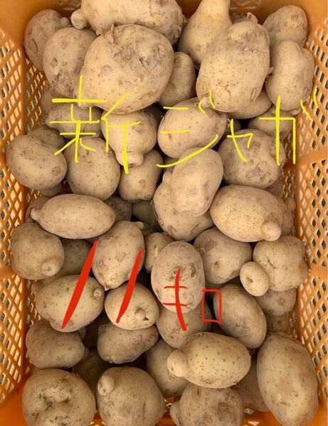 大好評!!長崎県産 新じゃが 新ジャガ ジャガイモ じゃがいも 11kg掘りたて 産地直送L〜3L