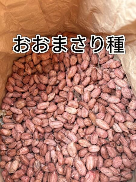 おおまさり種200粒 大粒落花生