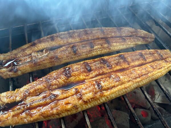 【国産うなぎ】大サイズ140g -170g 三河一色産 6尾セット 炭火焼き鰻