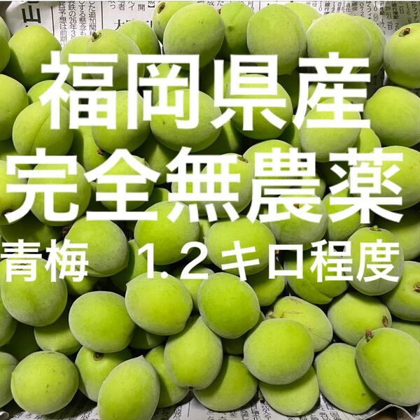 福岡県産 完全無農薬 青梅 コンパクト便 約1.2キロ