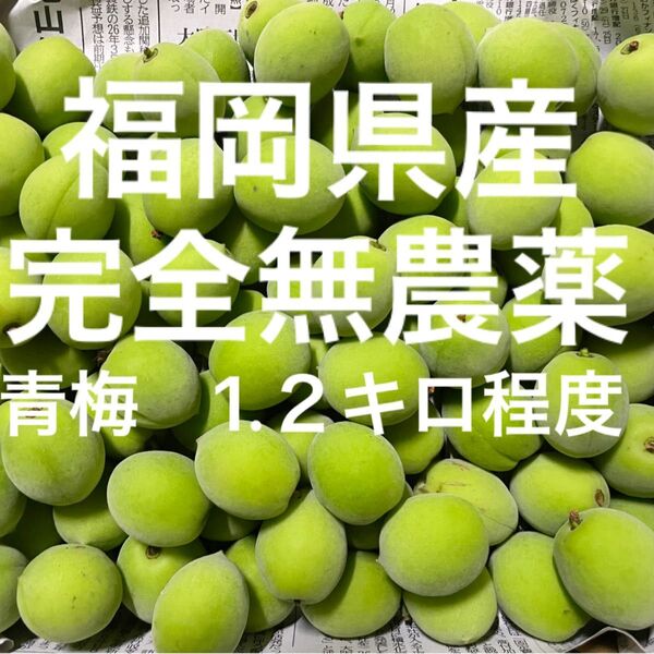 福岡県産 完全無農薬 青梅 コンパクト便 箱別1キロちょっと