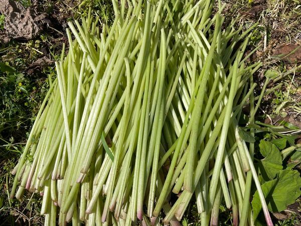 福岡県産 完全無農薬 天然フキ 800g