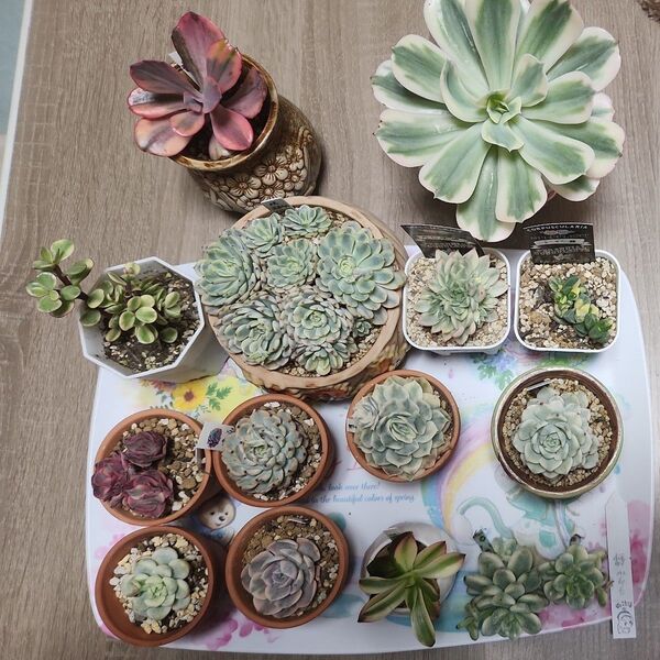 多肉植物エケベリア錦セット