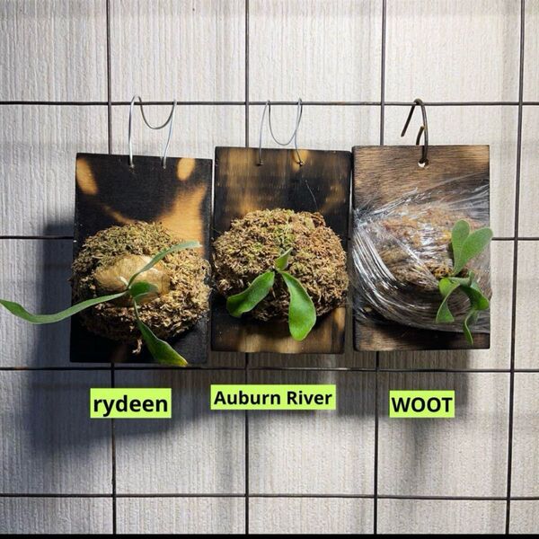 ビカクシダ 板付3種セット(WOOT /Rydeen/Auburn River) ビカクシダ コウモリラン