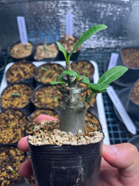 アデニウム タイソコトラナム 塊根植物 コーデックス 実生