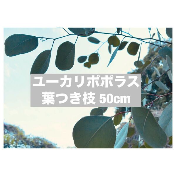 ユーカリポポラス 太枝 50cm前後 10本