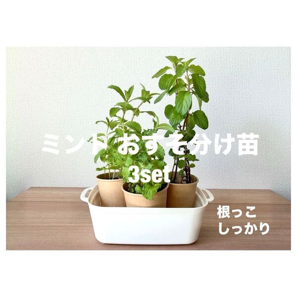 ミント 株分け苗 3種 / カーリー, スイスリコラ, ラベンダーミント 根っこしっかり