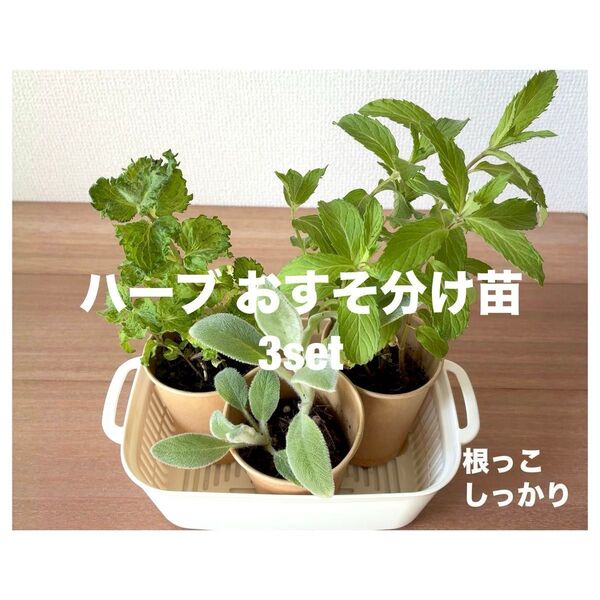 ハーブ 株分け苗 3種 / カーリー, スイスリコラ, ラムズイヤー 根っこしっかり