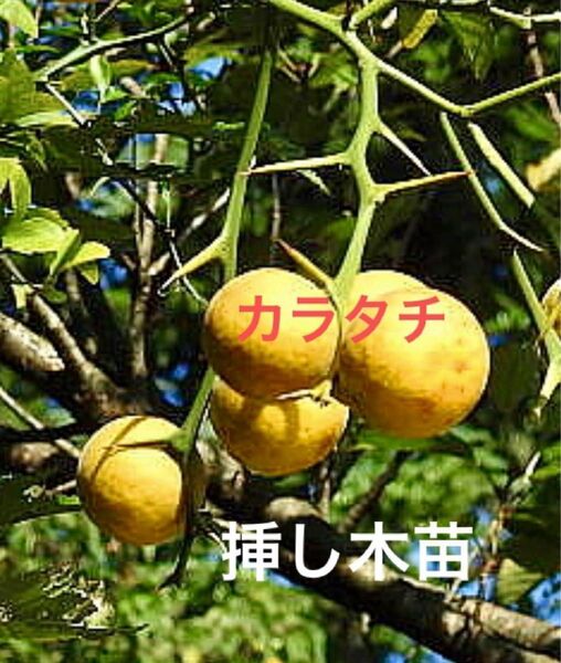 カラタチ 挿し木苗