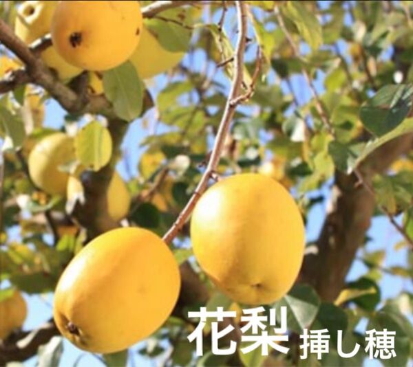 花梨 挿し穂