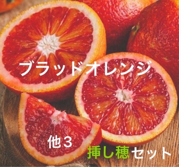 希少 ブラッドオレンジ 挿し穂 3セット