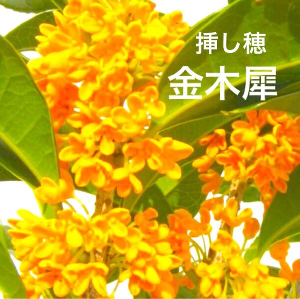 金木犀 挿し穂