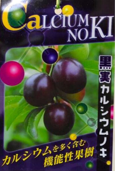 レア カルシウムの木 挿し穂 複数値下げ質問欄から