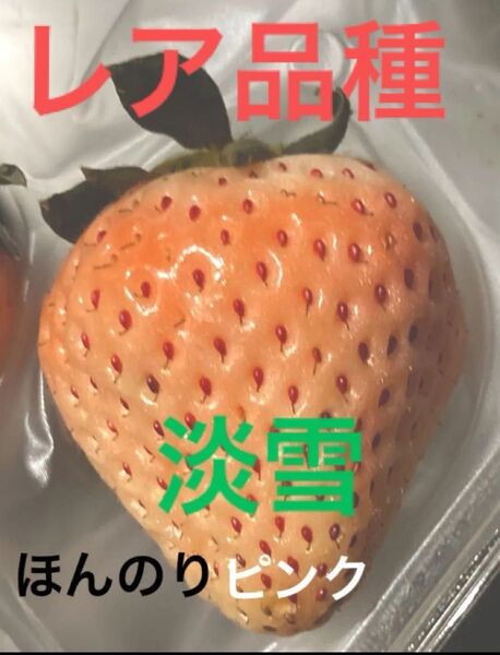 レア品種 いちご種セット