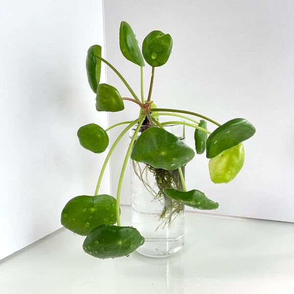 【ピレア ペペロミオイデス】観葉植物 パンケーキプランツ 大きめ No.035