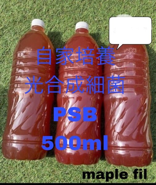 【大好評】PSB 自家培養 500ml エビオス10錠つき