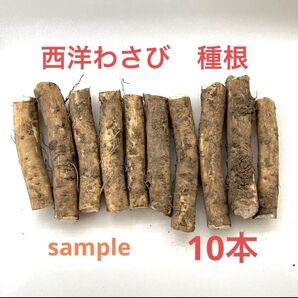 【送料込】西洋わさび(山わさび)種根 10本