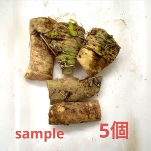 【送料込み】山わさび(西洋わさび)種根 苗 5個