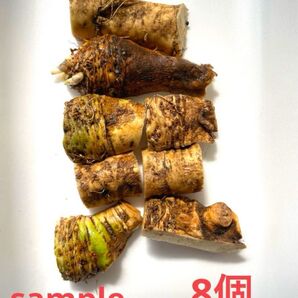 【送料込み】山わさび(西洋わさび)種根 苗 8個