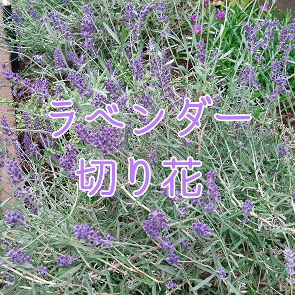 ラベンダー フレッシュフラワー/切り花 50本