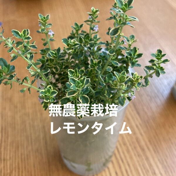 無農薬栽培 レモンタイム