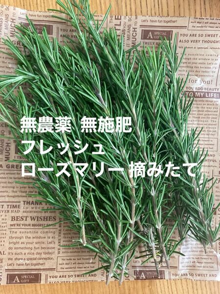 無農薬 無施肥 フレッシュ ローズマリー 摘みたて