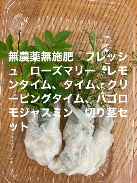 無農薬無施肥 フレッシュ ローズマリー レモンタイム、タイム、クリーピングタイム、ハゴロモジャスミン 切り茎セット