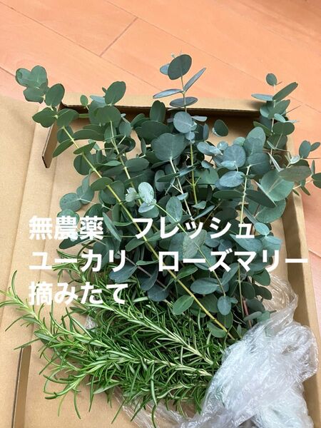 無農薬 フレッシュ ユーカリ ローズマリー 摘みたて