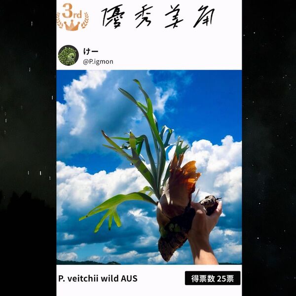 胞子 P.veitchii wild AUS ビカクシダ ベイチー②