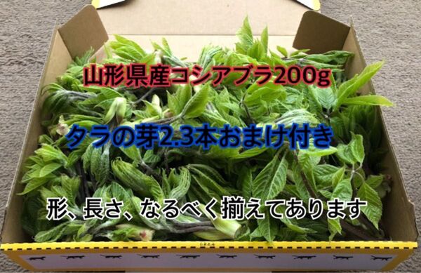 山形県産天然コシアブラ200g タラの芽2.3本おまけ付き