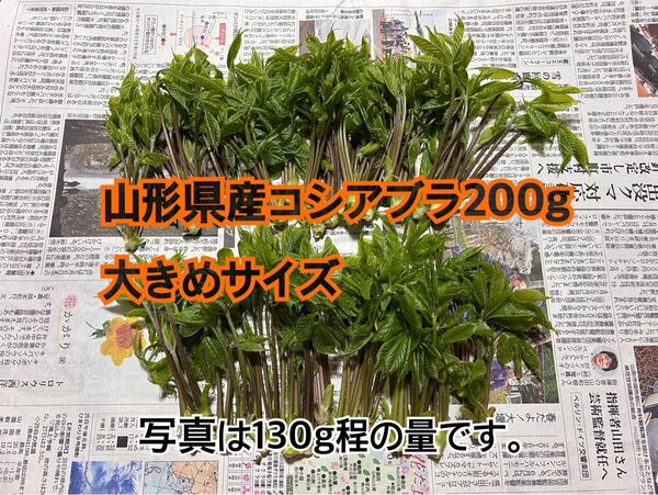 山形県産天然コシアブラ200g 大きめサイズ