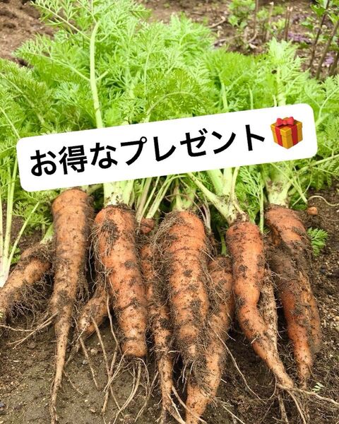 早生★人参固定種 有機認定 無科学肥料 無農薬 増量サービス中