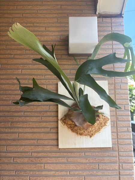 ビカクシダ ネザーランド ウォールプランツ 板付け 壁掛け 観葉植物