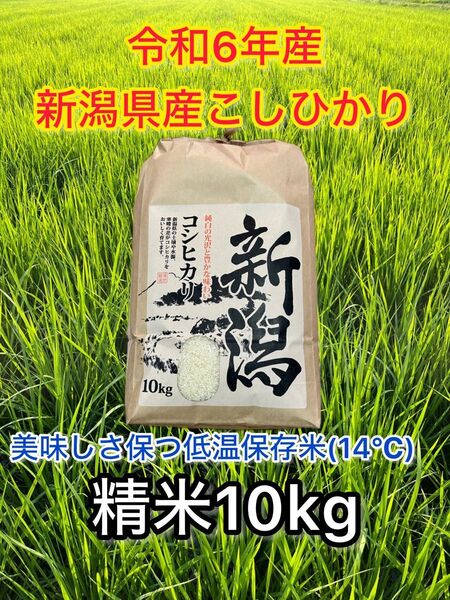 令和6年産 新潟県産コシヒカリ一等米(精米)10k 低温14°保存米