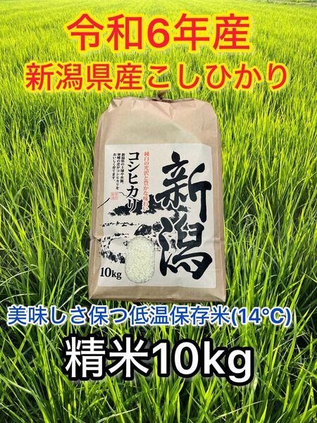 令和6年産 新潟県産コシヒカリ一等米(精米)10k 低温14°保存米