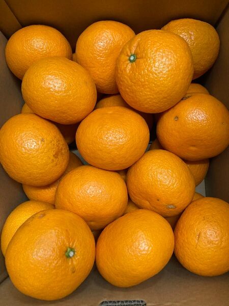 紅甘夏 10kg 最終出荷 訳あり品